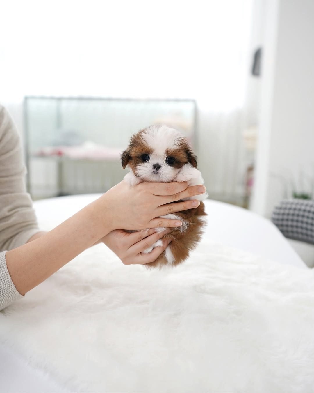 Tiny & Adorable Shih Tzu Puppies for Sale Under $300