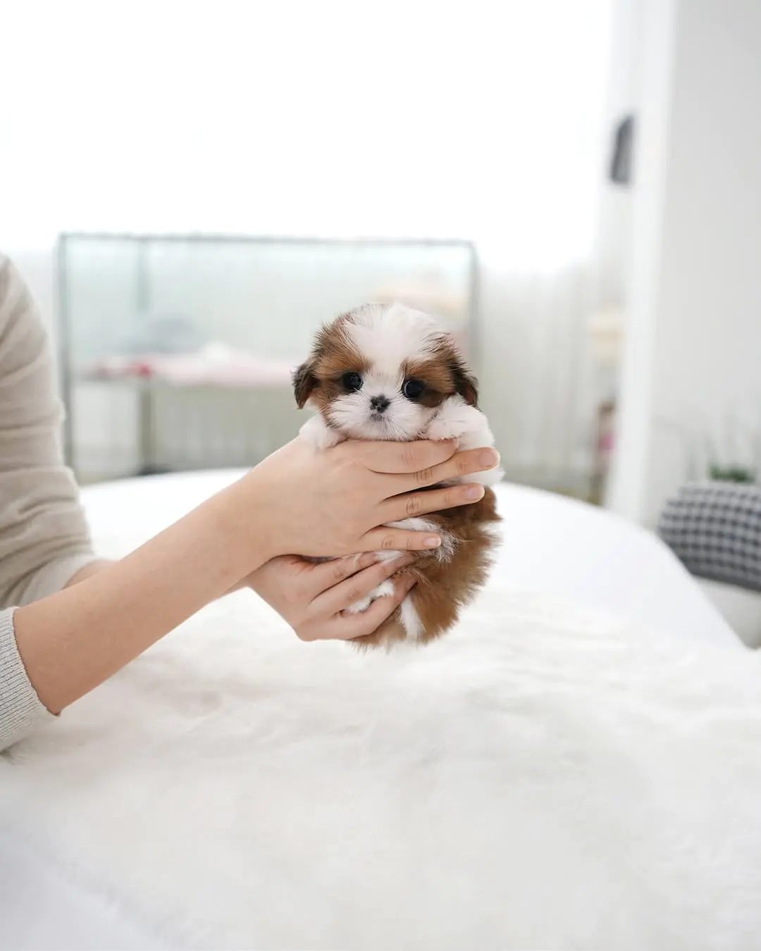 Tiny & Adorable Shih Tzu Puppies for Sale Under $300