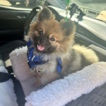 Daniel and Rebecca G. Avatar