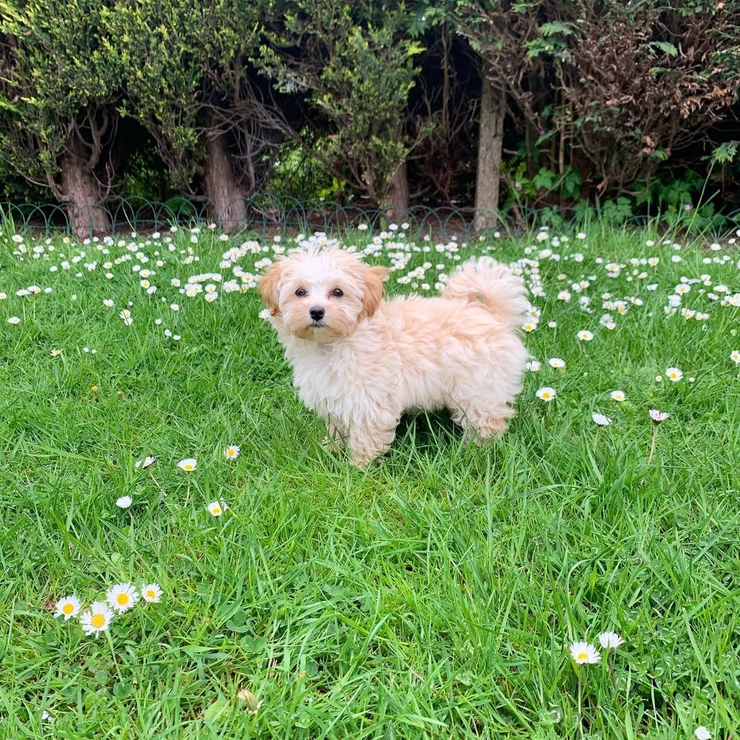 Teacup Maltipom Puppies for sale