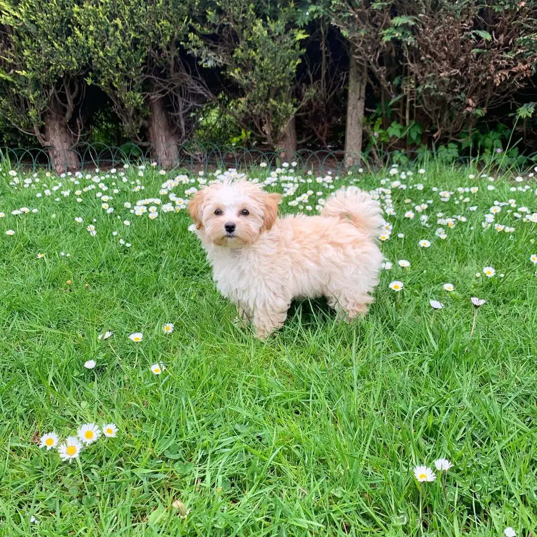 Teacup Maltipom Puppies for sale Teacup Maltipom Puppies for sale