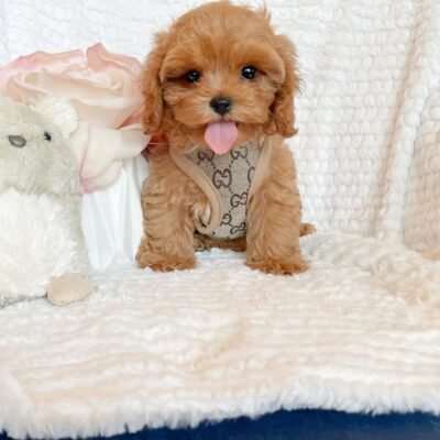 Cavapoo Cavapoo Puppies | Cavapoos For Sale