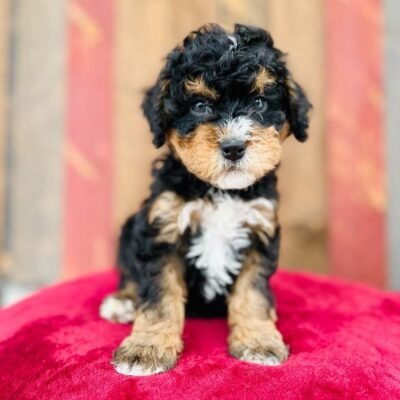 Toy Bernedoodle | Toy Bernedoodle For Sale