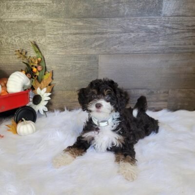 Mini Bernedoodle For Sale | Mini Bernedoodles For Sale