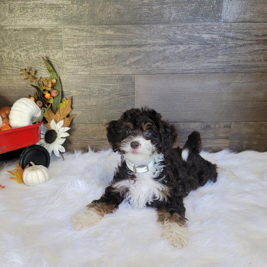 Mini Bernedoodle For Sale | Mini Bernedoodles For Sale