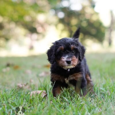 Merle Bernedoodle Puppies For Sale