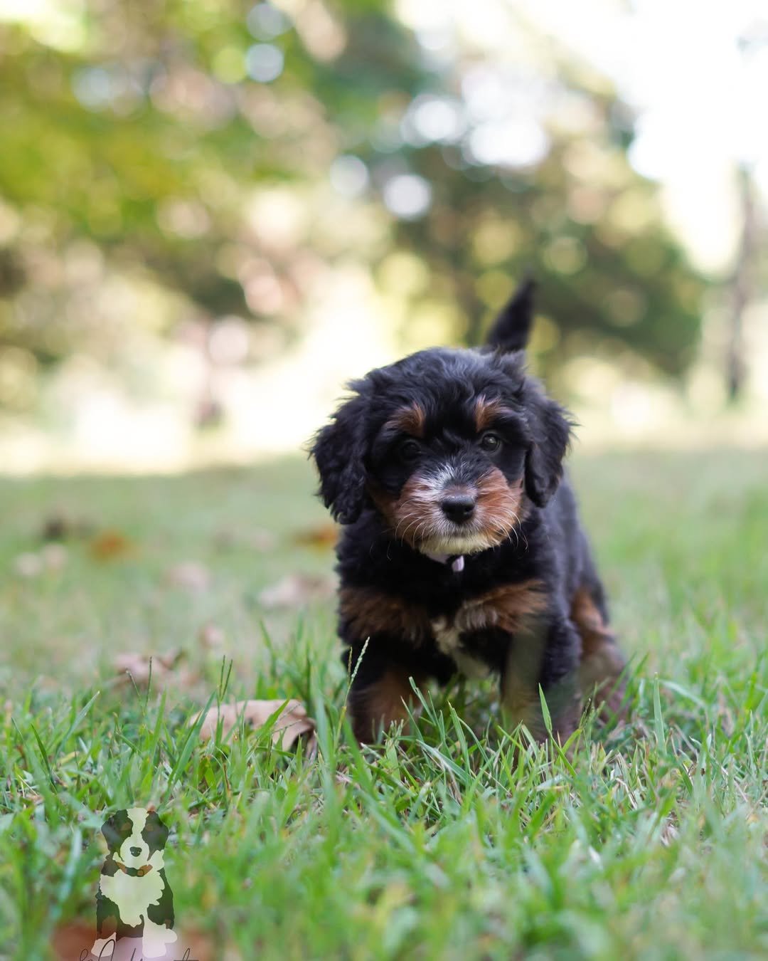 Merle Bernedoodle Puppies For Sale
