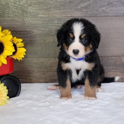 Bernedoodle Puppies Michigan
