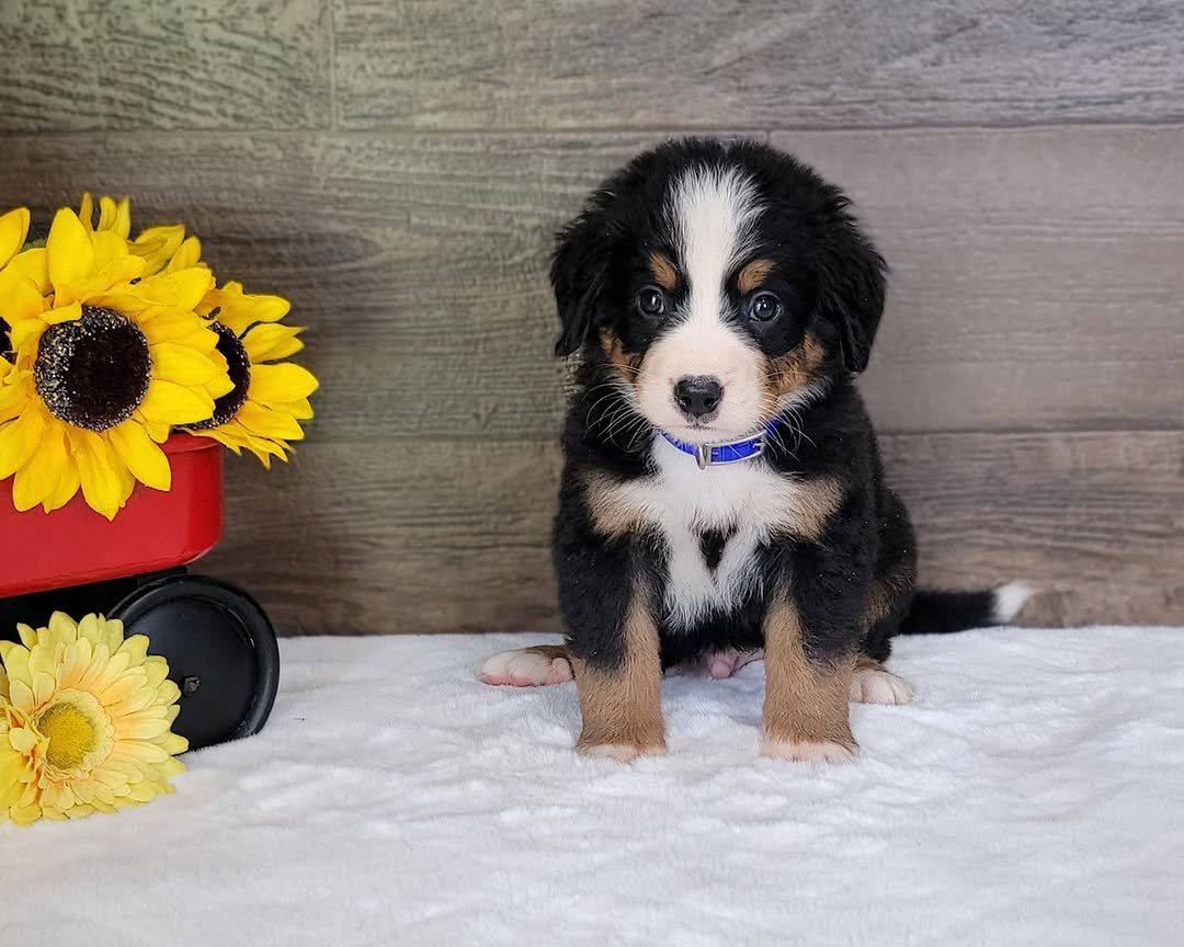 Bernedoodle Puppies Michigan