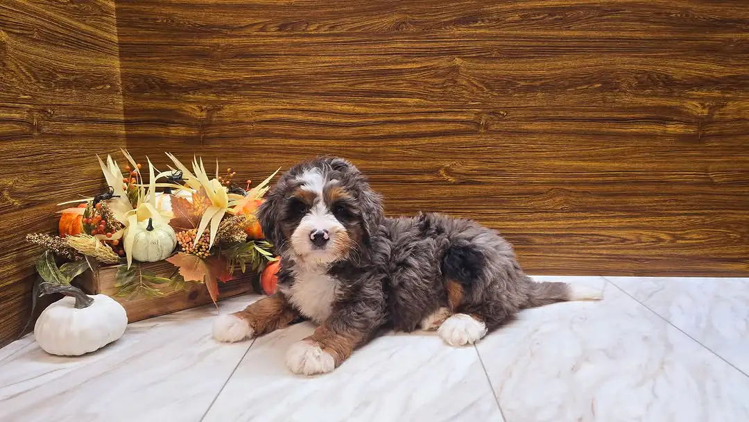 Adopt A Bernedoodle