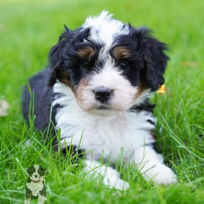 Mini Bernedoodle Near Me | Bernedoodle Puppies Near Me