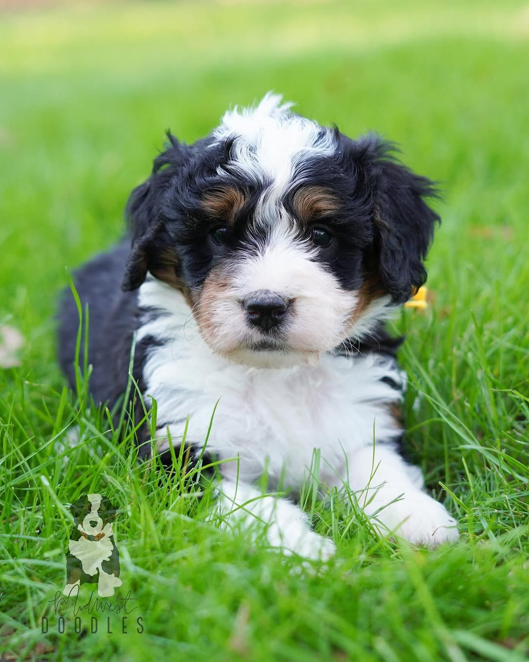 Mini Bernedoodle Near Me | Bernedoodle Puppies Near Me