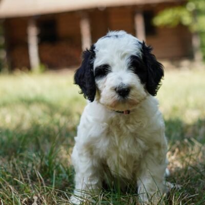 Mini Bernedoodle Puppies For Sale