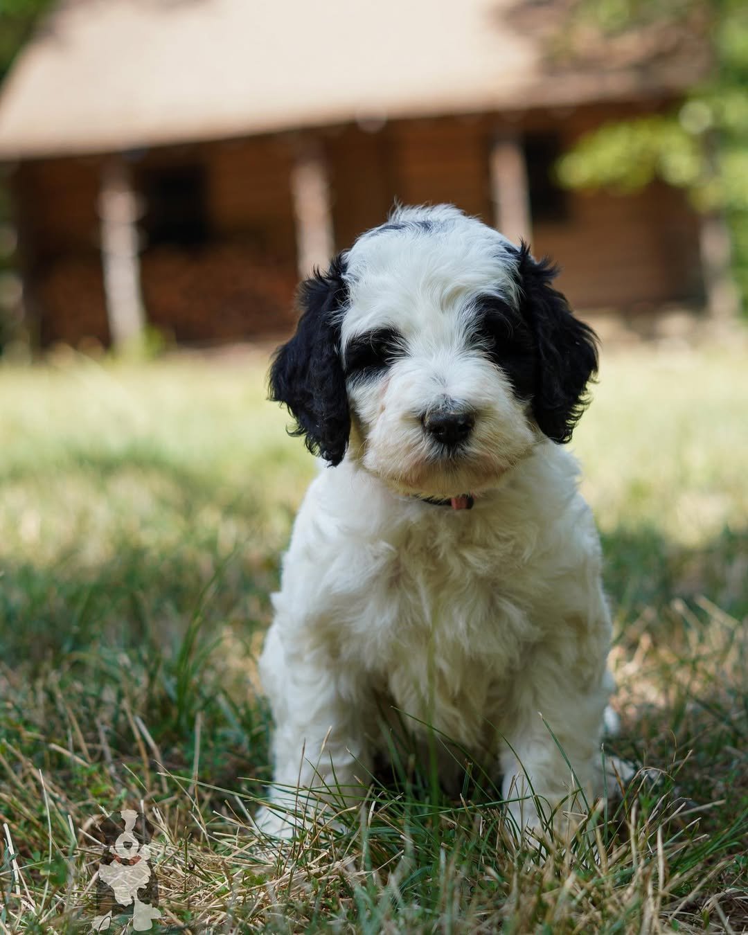 Mini Bernedoodle Puppies For Sale
