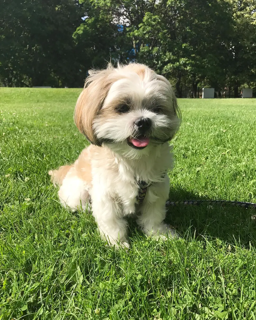 Teacup Shih tzu puppies for sale Teacup Shih tzu puppies for sale