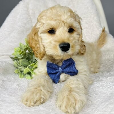 Miniature Cockapoo puppies for sale