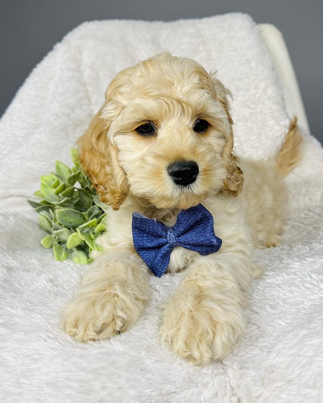 Miniature Cockapoo puppies for sale