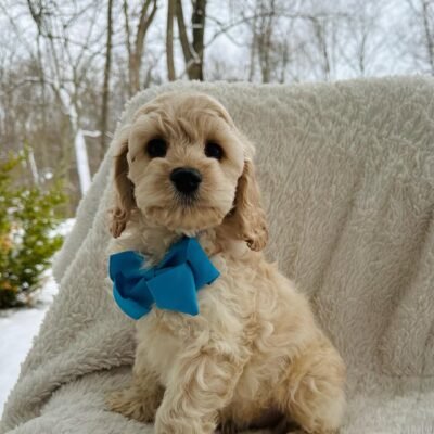 Mini Cockapoo puppies for sale
