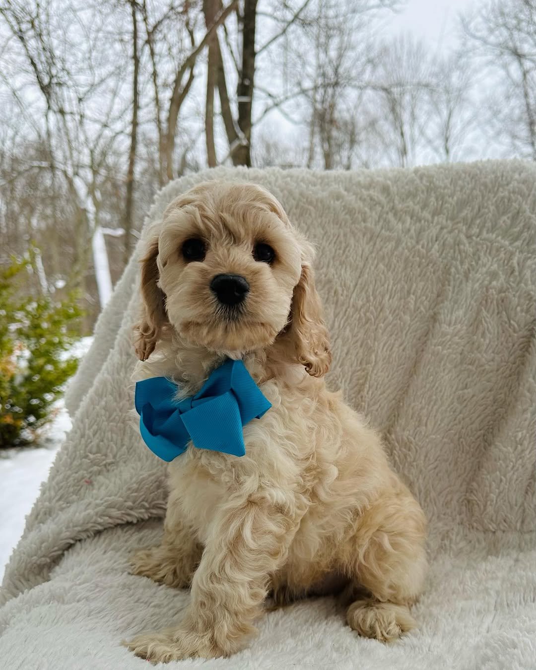Mini Cockapoo puppies for sale