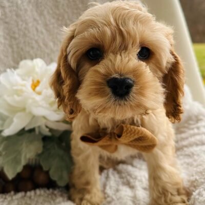 cockapoo puppies for sale under $500