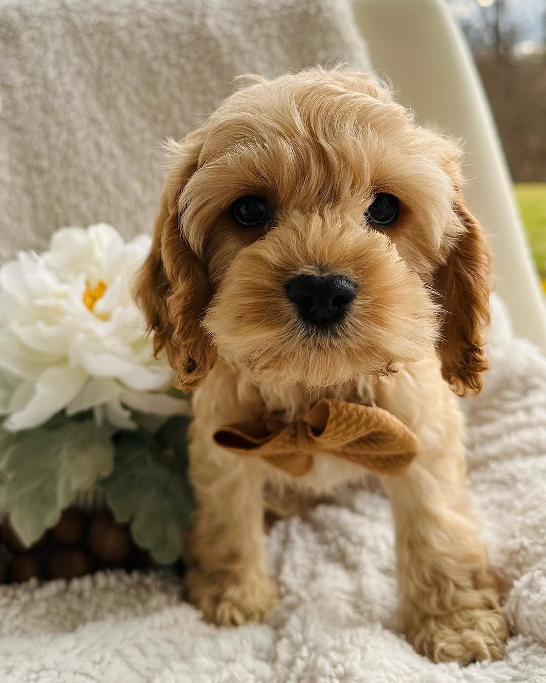 cockapoo puppies for sale under $500