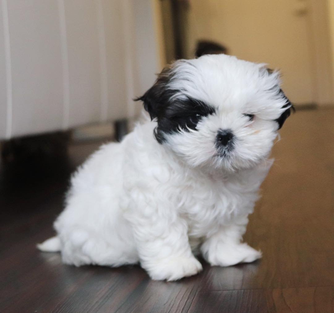 Tiny Teacup Shih Tzu Puppies Near Me | Ready for Adoption