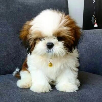 Black & White Shih Tzu Puppies for Sale