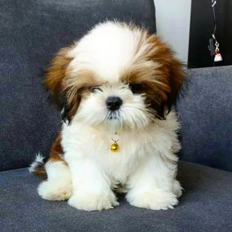 Black & White Shih Tzu Puppies for Sale