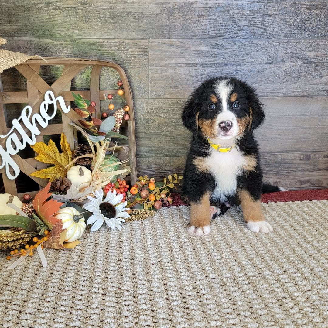 Bernedoodle Puppies Ohio | Bernedoodle Puppies For Sale Ohio