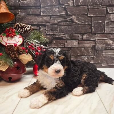 Bernedoodle for sale