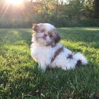 Tiny & Playful Shih Tzu Puppy for Sale