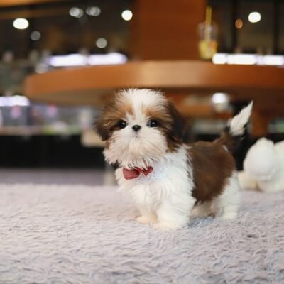 Shih Tzu Puppy for sale Under $500 | Premier Teacup Puppies