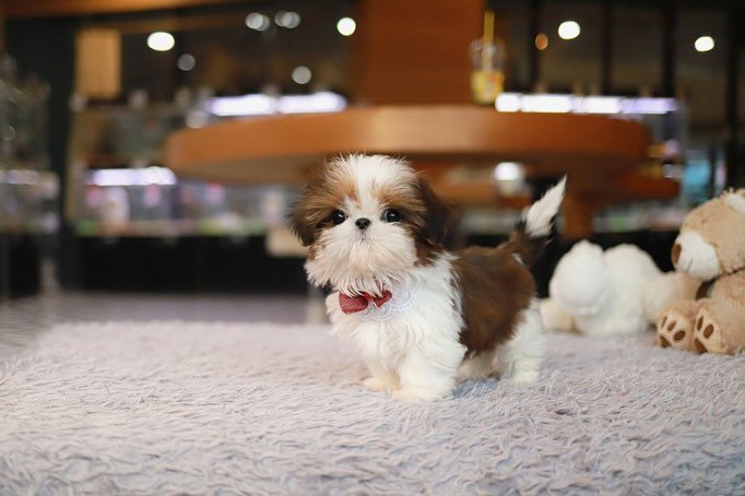 Shih Tzu Puppy for sale Under $500 | Premier Teacup Puppies