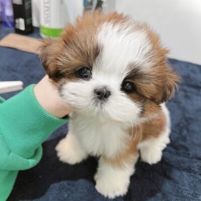 Jovial - Fluffy Shih Tzu Puppy for Sale