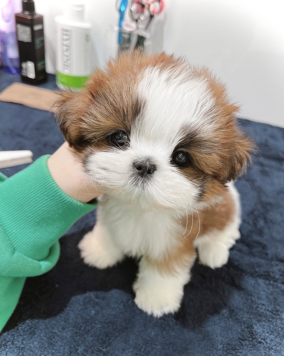 Jovial - Fluffy Shih Tzu Puppy for Sale