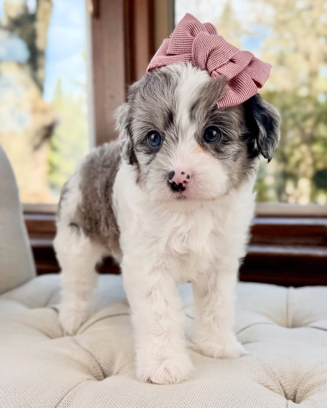 Teacup Cavapoo Puppies For Sale | Premier teacup Puppies