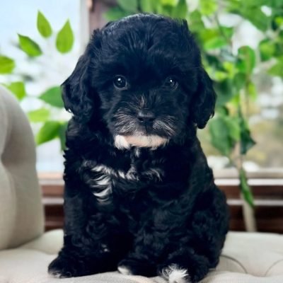 Cavapoo Puppies Near Me For Sale - Premier teacup Puppies