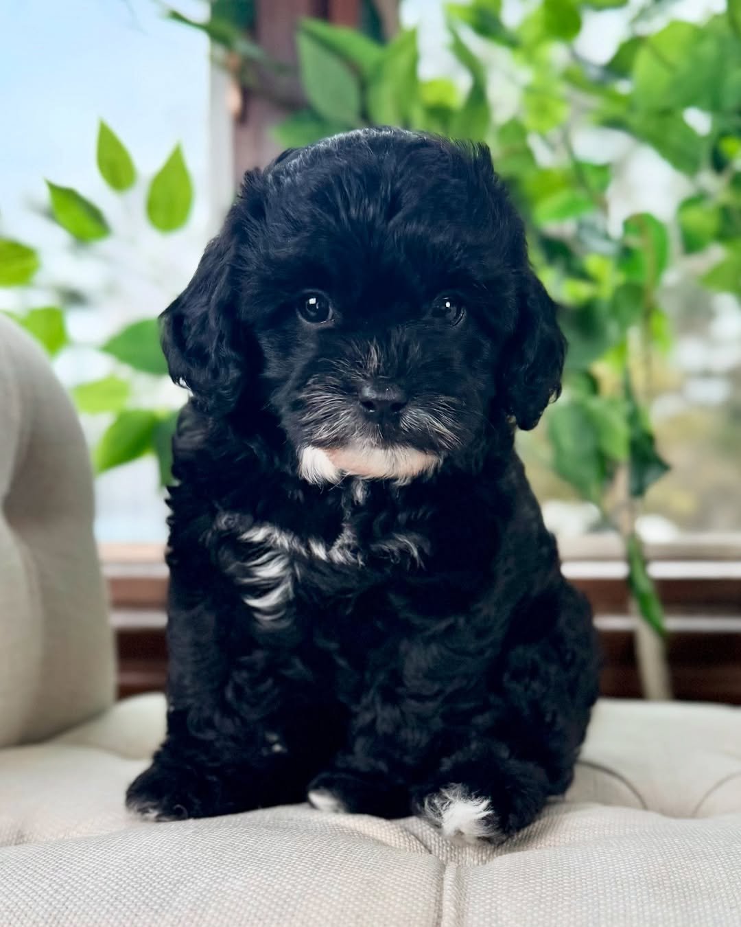 Cavapoo Puppies Near Me For Sale - Premier teacup Puppies