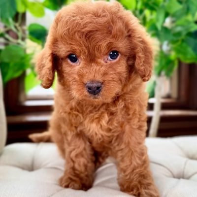 Buy Or Adopt Cavapoo | Cavapoo Adoption