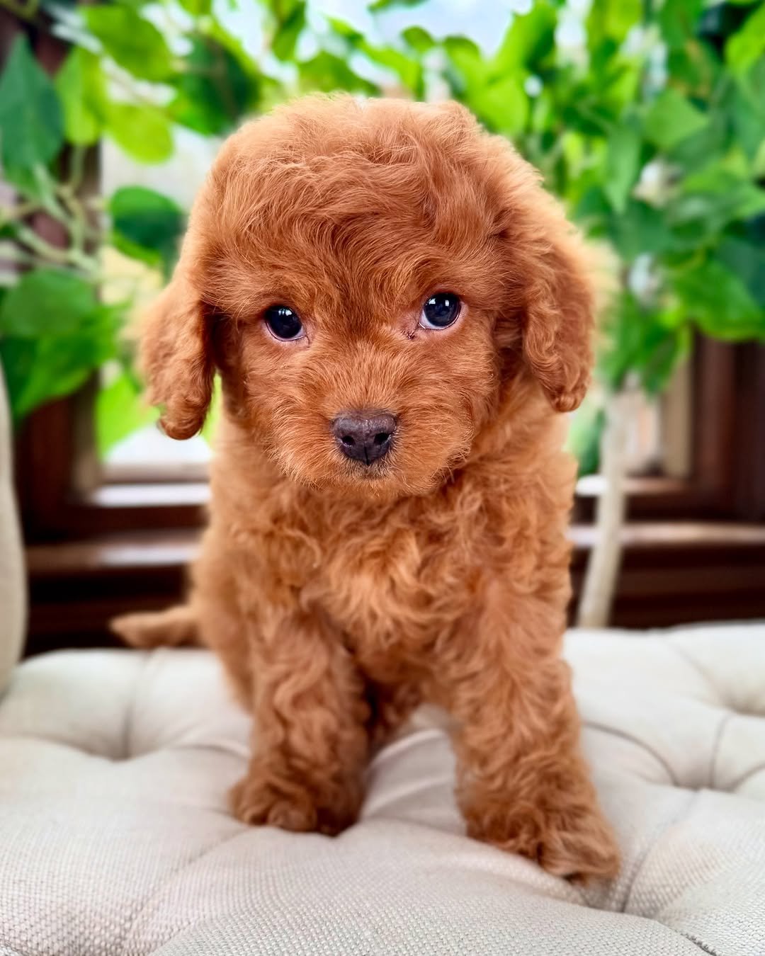 Buy Or Adopt Cavapoo | Cavapoo Adoption