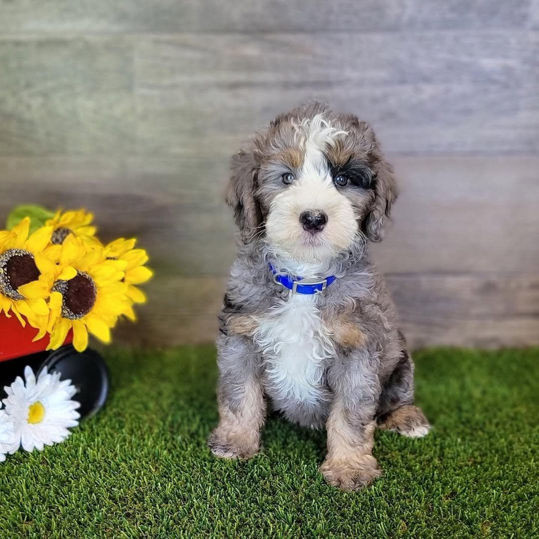 Bernedoodle Puppies Near Me Open Now