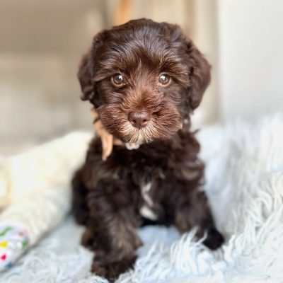 Havapoo puppies for sale near me​ - Premier teacup Puppies