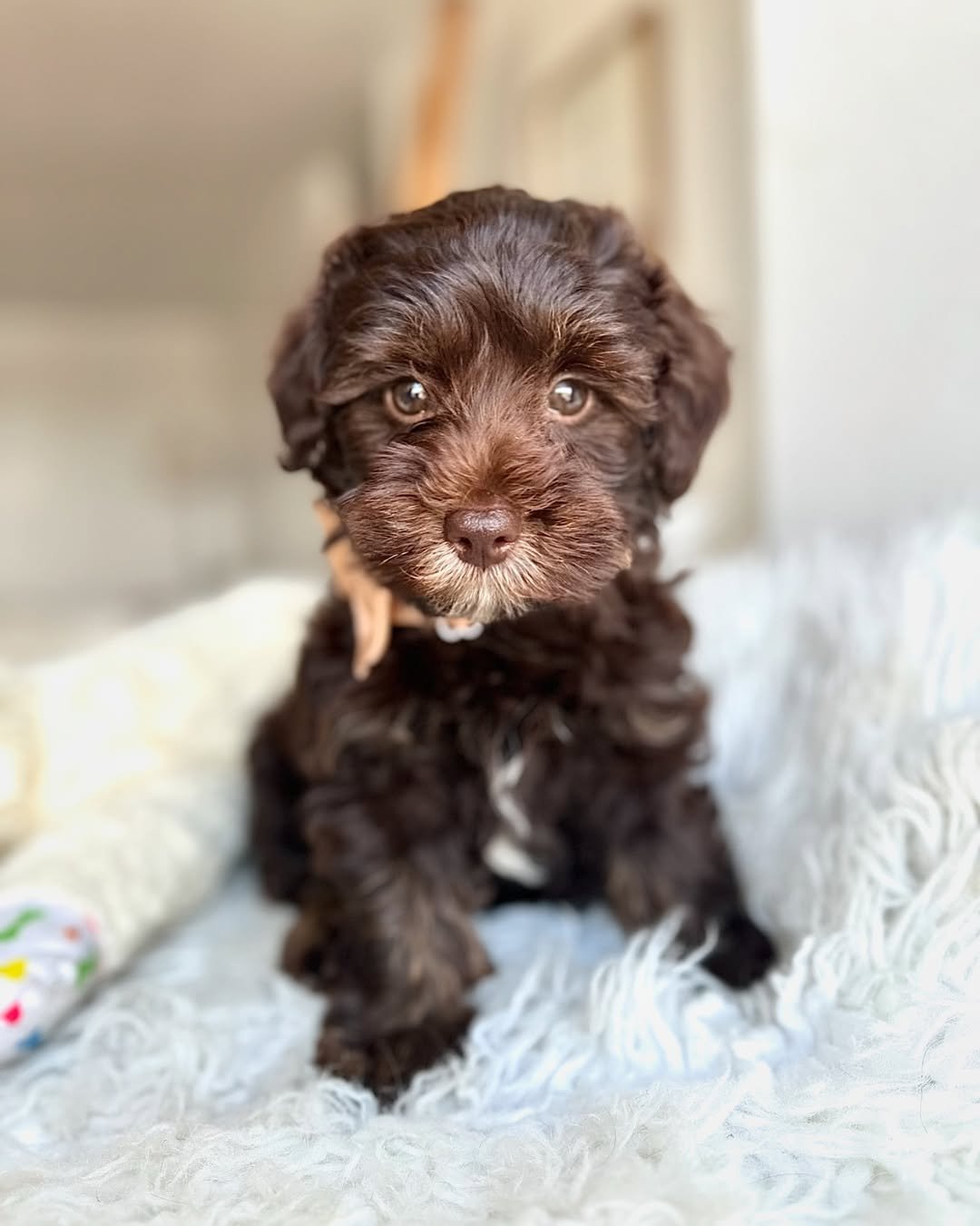Havapoo puppies for sale near me​ - Premier teacup Puppies
