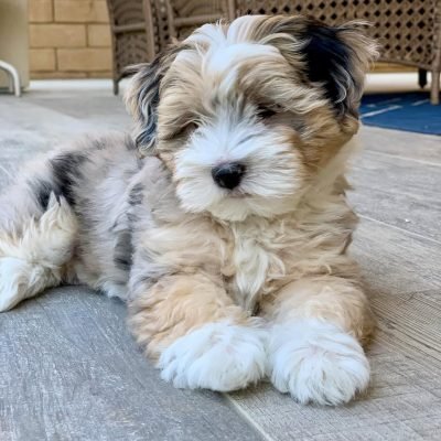 Havapoo puppies for sale in Ohio​ - Premier teacup Puppies