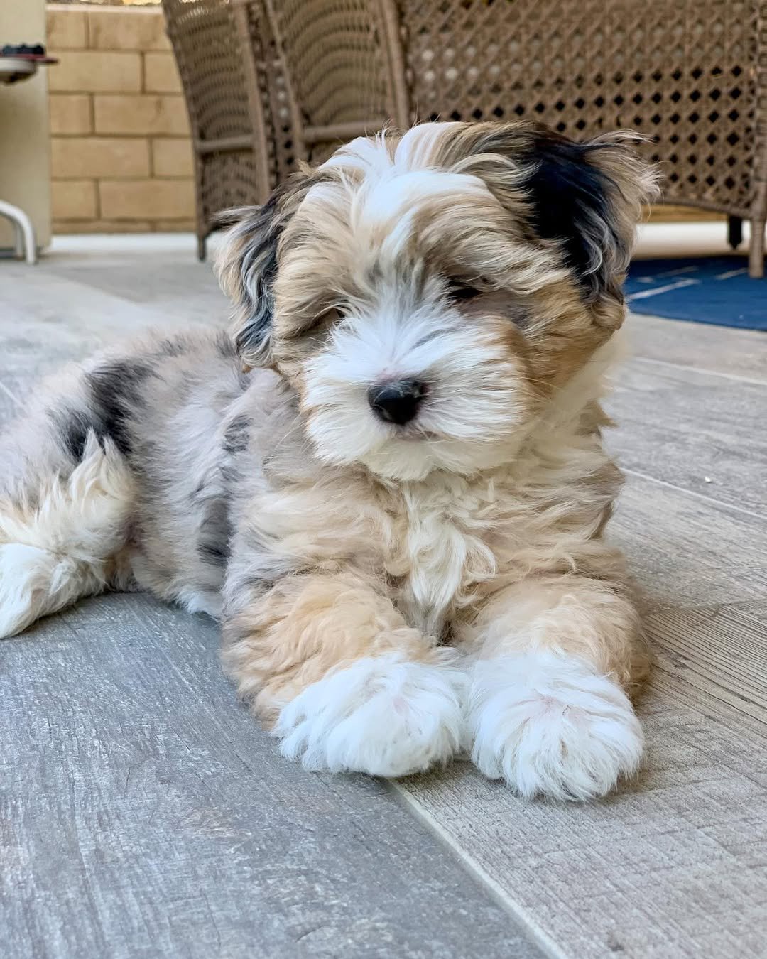 Havapoo puppies for sale in Ohio​ - Premier teacup Puppies