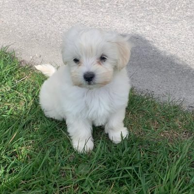 Havapoo puppies for sale under $500​ - Premier teacup Puppies