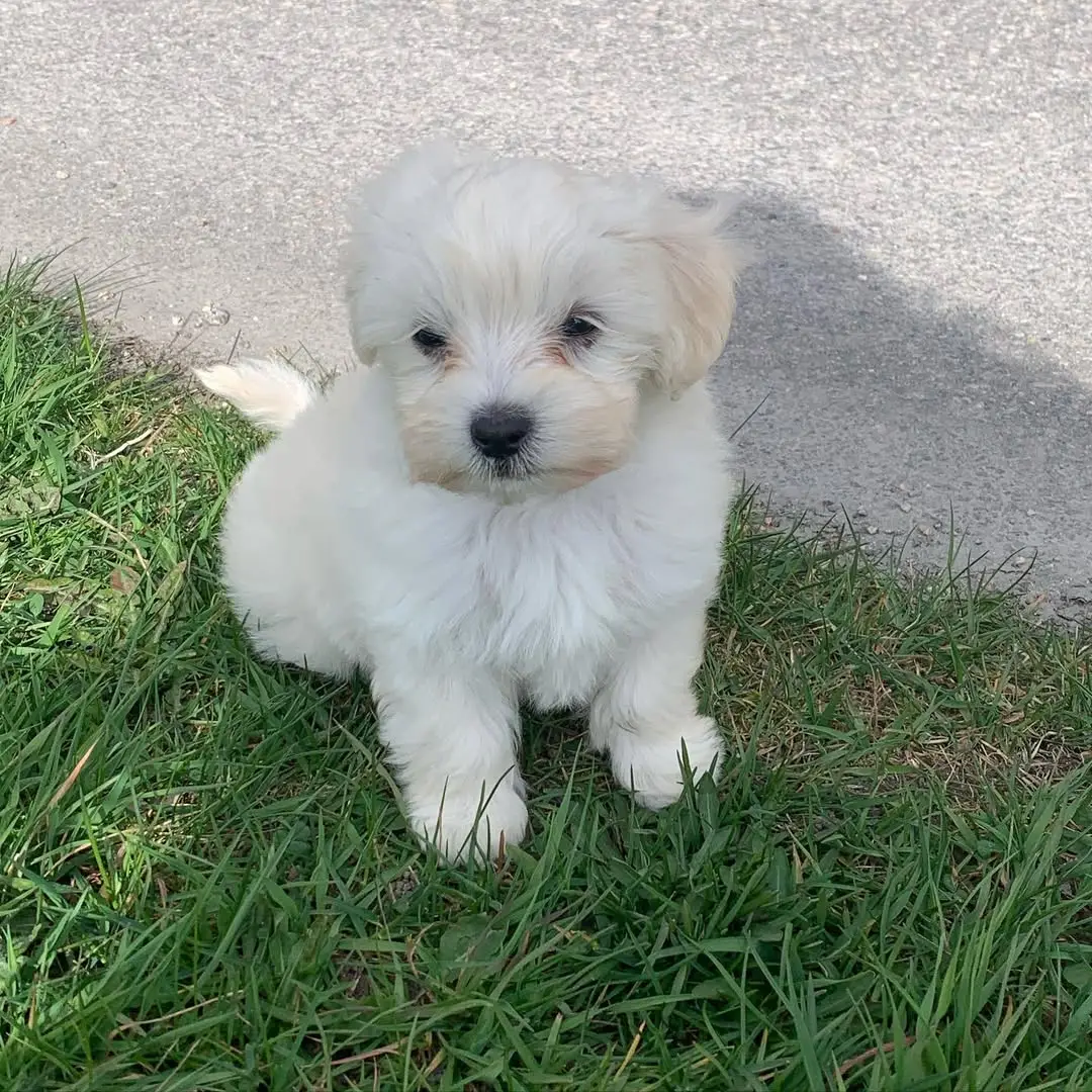Havapoo puppies for sale under $500​ - Premier teacup Puppies