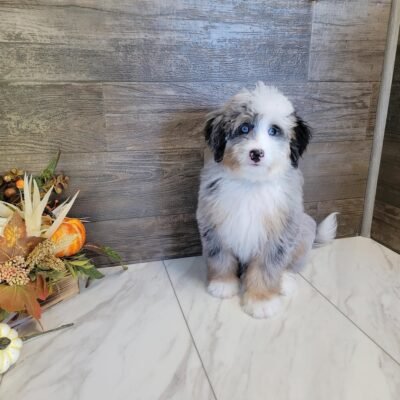 Micro Bernedoodle | Micro Mini Bernedoodle