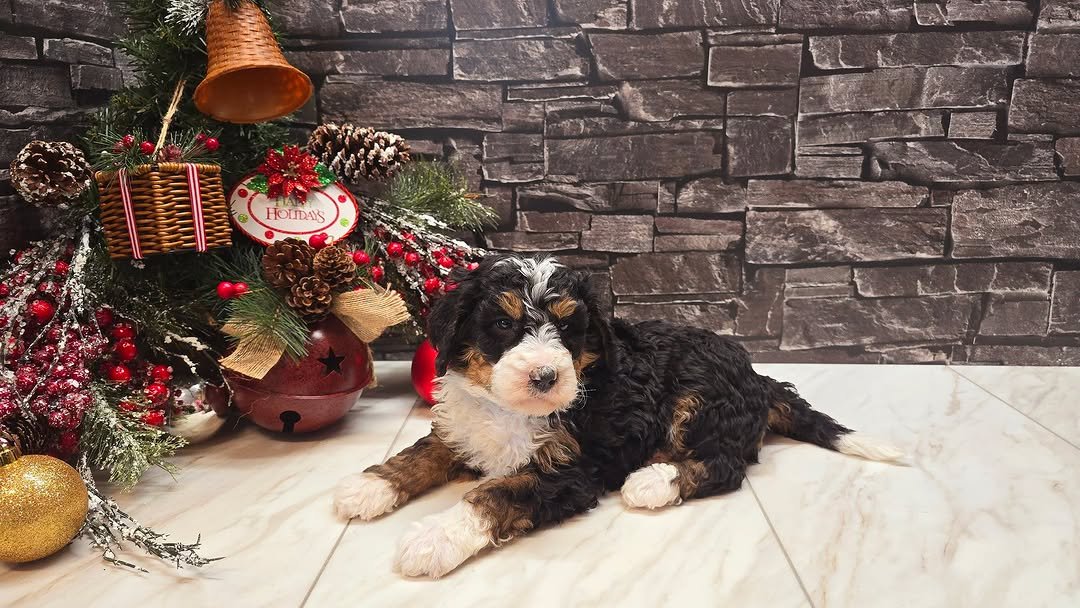 Bernedoodle for sale