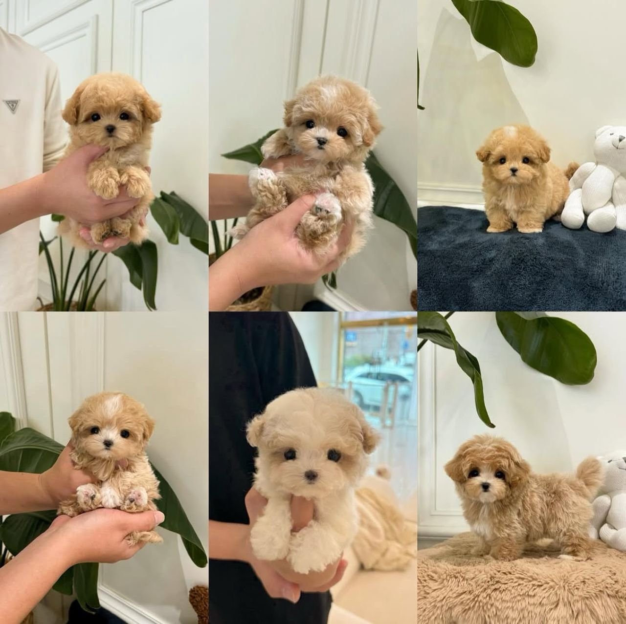 Trusted Teacup Puppy Breeder | Premier Teacup Puppies